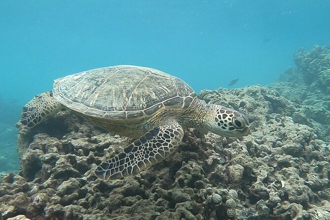 Hanauma Bay Guided Snorkeling Tour with Transportation - What’s Included and What’s Not in the Tour Package