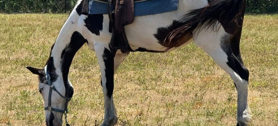 Harmony Horse Riding of Miami - The South Beach Location and Trail Access