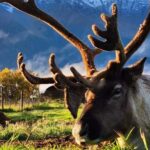 Hatcher Pass & Reindeer Adventure Tour  Anchorage Pickup - Anchorage Pickup and Tour Logistics