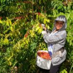 Hawaii: Hala Tree Coffee Farm Tour and Tasting - Visiting the Coffee Farm: Location and Meeting Details