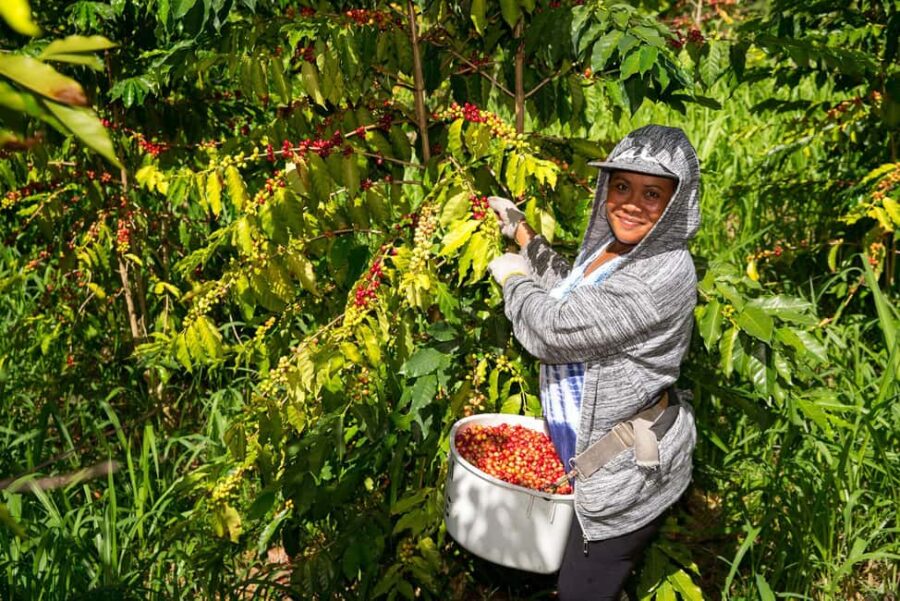 Hawaii: Hala Tree Coffee Farm Tour and Tasting - Visiting the Coffee Farm: Location and Meeting Details