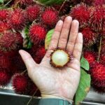 Hawaii Off The Beaten Path Food Tour - Filipino Flavors and Exotic Tastes in Honolulu