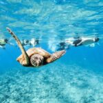 Hawaii Snorkeling with Turtles Boat Tour in Waikiki - The Exact Location and Departure Details in Waikiki