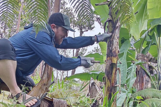 Hawaiian Rainforest Banana Cultivation Experience - Touring a Collection of Over 200 Apple Banana Trees
