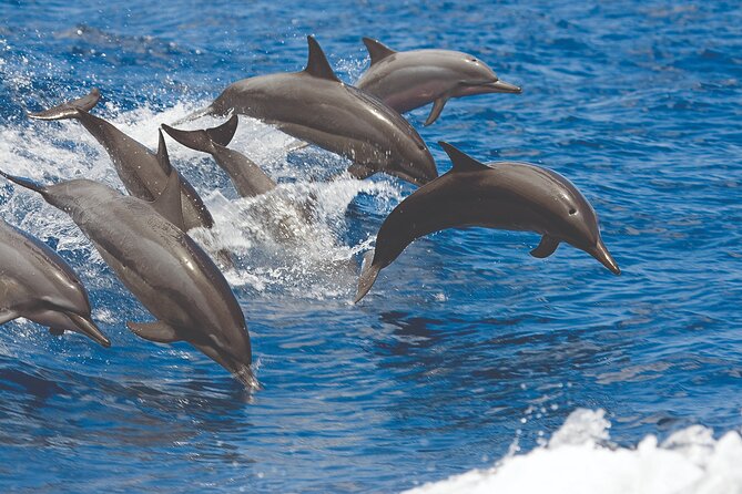 Hawaiian Sea Turtles and Snorkeling Experience in Kona with Lunch - Snorkeling Equipment and Expert Crew Assistance