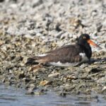 Heart of Rookery Bay Kayak Tour - Starting Point at Shell Island Road in Naples
