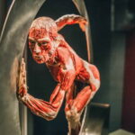 Heidelberg: BODY WORLDS Museum Entry Ticket - The Art and Science of Plastination at Heidelberg