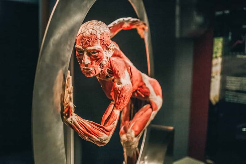 Heidelberg: BODY WORLDS Museum Entry Ticket - The Art and Science of Plastination at Heidelberg
