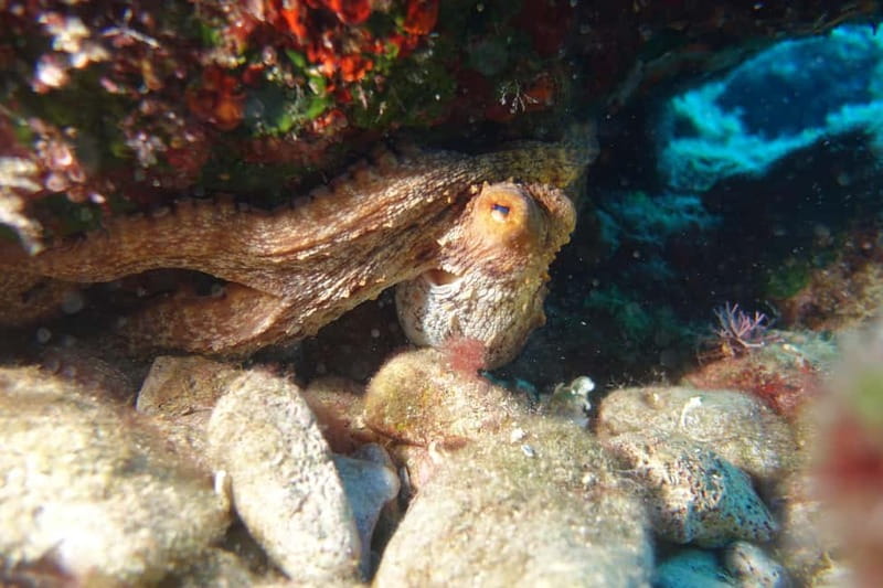 Heraklion: Try Scuba Diving - Heraklion’s Central Location and Easy Access