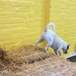 Hide & Seek Skills for Dogs at the Hay filled New York City Barn - Meeting Point and Accessibility Details