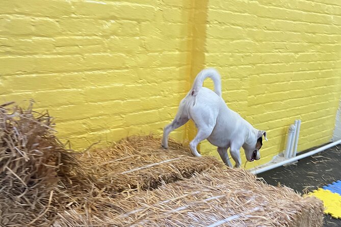 Hide & Seek Skills for Dogs at the Hay filled New York City Barn - Meeting Point and Accessibility Details