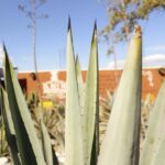 Hierve el Agua, Teotitlán del Valle, mezcal, el tule, desde Oaxaca - Discovering the Archaeological Site of Mitla