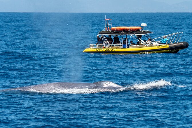 High Speed Zodiac Whale Watching Safari from Dana Point - Seasonality and Range of Marine Life Encounters