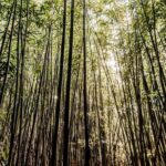 Hike Trail to Waterfall & Nature Walk - Exploring Manoa Falls: Film Locations and Natural Beauty