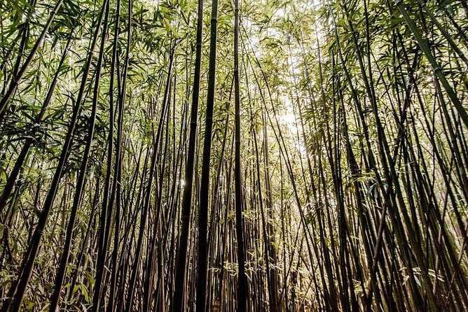 Hike Trail to Waterfall & Nature Walk - Exploring Manoa Falls: Film Locations and Natural Beauty