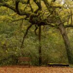 Hiking and a visit to a waterfall in the city: La Estanzuela - The Forest Walks Through Ahuehuetes and Pines