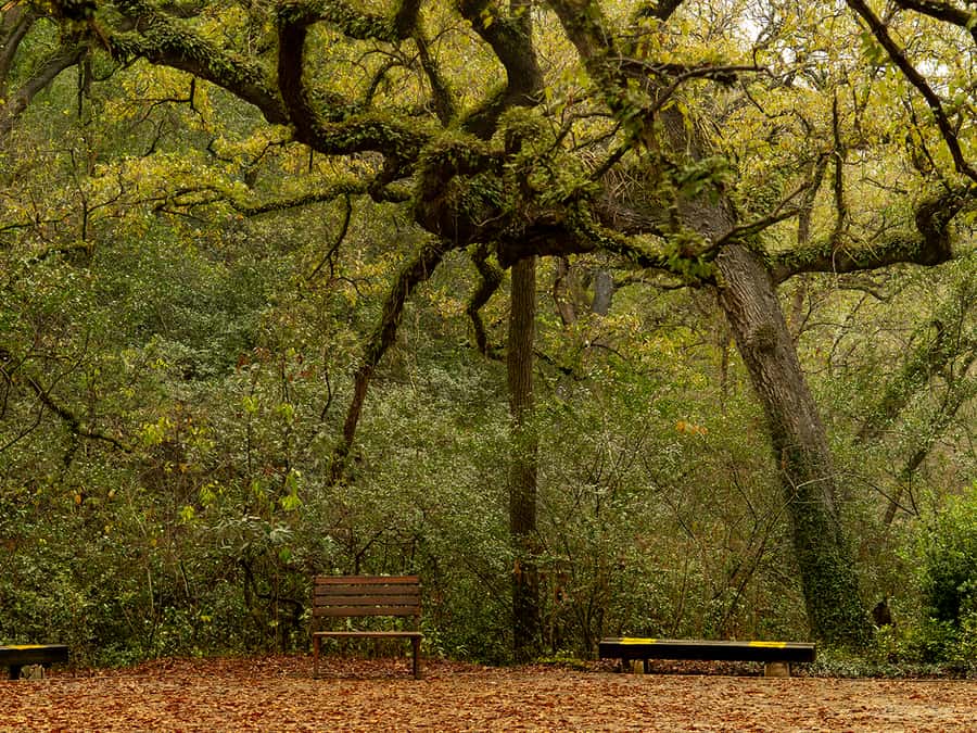 Hiking and a visit to a waterfall in the city: La Estanzuela - The Forest Walks Through Ahuehuetes and Pines