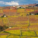 Hiking and wine tour starting from Alba - Exploring Alba’s Vineyards and Hills