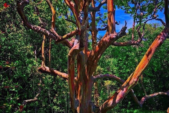 Hiking Maui Hawaii - What to Expect from the Maui Rainforest Hike