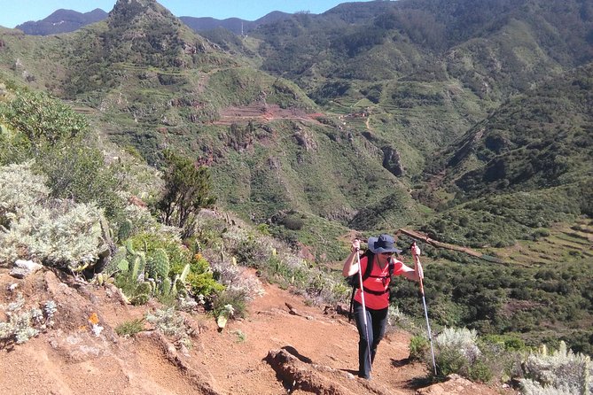 Hiking tour in the Anaga biosphere reserve in Tenerife - Exploring the Unique Flora: Endemic Plants and Forests