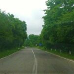 Hiking Tour to Lagodekhi National Park from Tbilisi - The Unique Plant Life of Lagodekhi