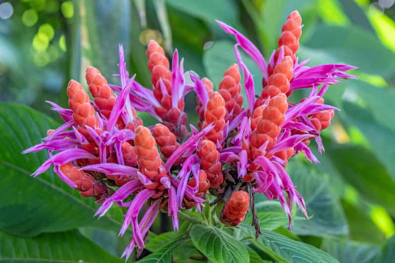 Hilo: Gardens, Waterfalls & Farmers Market Shore Excursion - Starting at Hilo: Convenient Pickup from the Cruise Terminal