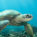 Hilo: Sea Turtle Lagoon and Black Sand Beach Snorkel - Two Memorable Snorkel Stops with Rich Marine Encounters