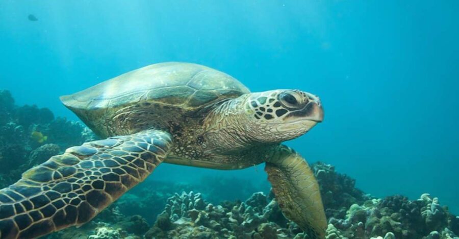 Hilo: Sea Turtle Lagoon and Black Sand Beach Snorkel - Two Memorable Snorkel Stops with Rich Marine Encounters