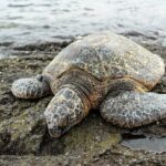 Hilo Shore Excursion: Visit Volcano, Waterfall, Beach with Lunch - Discovering Hawaii Volcanoes National Park