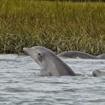 Hilton Head: Dolphin Eco Tour with Naturalist Guide - Starting Point at Shelter Cove Marina