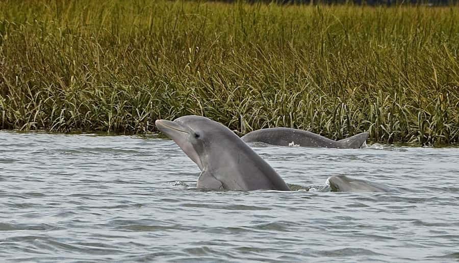 Hilton Head: Dolphin Eco Tour with Naturalist Guide - Starting Point at Shelter Cove Marina
