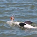 Hilton Head Island: Daytime Dolphin Watching Boat Tour - What to Expect During the 90-Minute Cruise