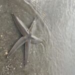 Hilton Head Island: Disappearing Island and Dolphin Tour - Dolphin Watching: Close Encounters in the Wild