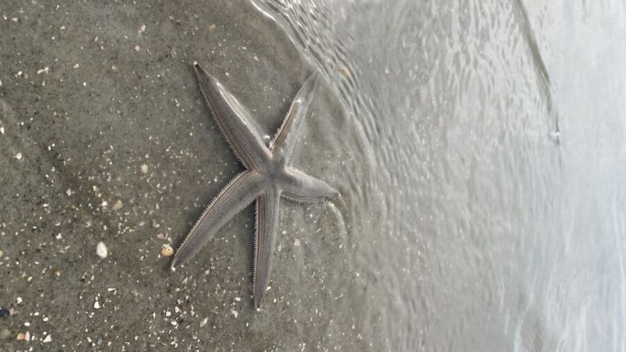 Hilton Head Island: Disappearing Island and Dolphin Tour - Dolphin Watching: Close Encounters in the Wild