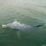 Hilton Head Island Dolphin Boat Cruise - Fully Narrated Tour with a Passionate Local Guide
