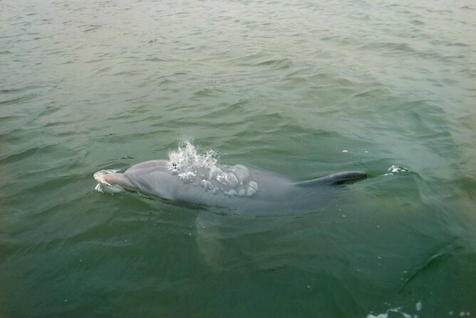 Hilton Head Island Dolphin Boat Cruise - Fully Narrated Tour with a Passionate Local Guide