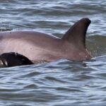 Hilton Head Island: Dolphin Watching Cruise with Donuts - Up-Close Encounters with Atlantic Bottlenose Dolphins