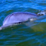 Hilton Head Morning Dolphins & Donuts Cruise - Landmark Views and Photogenic Sights