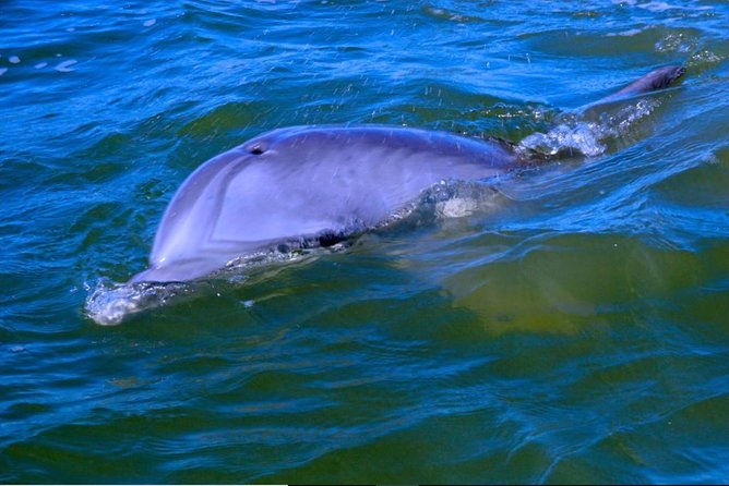 Hilton Head Morning Dolphins & Donuts Cruise - Landmark Views and Photogenic Sights