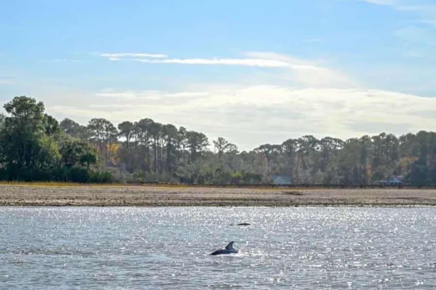 Hilton Head: Private Dolphins & Tubing Adventure - Starting at Shelter Cove Marina for an Easy Departure