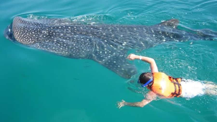 Holbox Island: Swim with Whale Sharks, All-Inclusive - Starting Point and Transportation Logistics