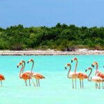Holbox plus Island Magic by boat Tour from Cancun - Visiting Holbox Island and Its Vibrant Charm