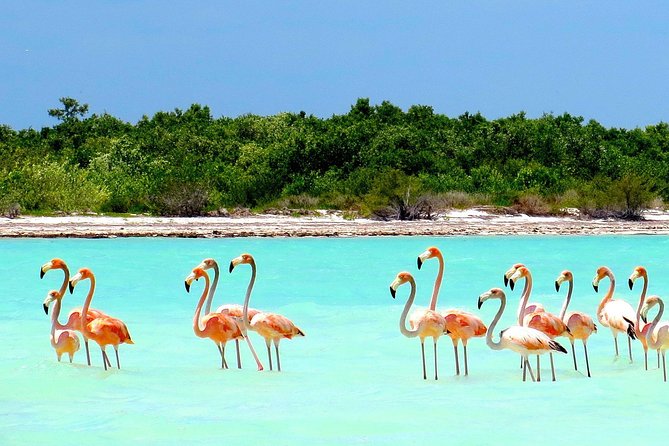 Holbox plus Island Magic by boat Tour from Cancun - Visiting Holbox Island and Its Vibrant Charm