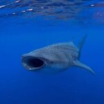 Holbox: Search and swim tour with the world's biggest fish. - Whale Shark Search and Swim Experience