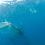 Holbox: Search and Swim with Whale Sharks ! All Inclusive. - Scenic Boat Journey to Marine Hotspots