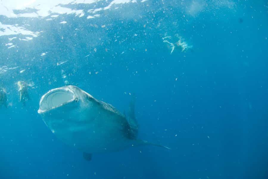 Holbox: Search and Swim with Whale Sharks ! All Inclusive. - Scenic Boat Journey to Marine Hotspots