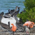 Holbox: Sunrise Kayak Tour through the Mangroves - Starting Point: Kayaking from Holbox Beaches at Dawn