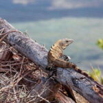 Holbox: Yalahau, Passion Island and Punta Mosquito Boat Tour - What Makes Yalahau Lagoon a Highlight