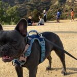 Hollywood Sign Express Tour with Comedians and Their Dogs - Meet the Guides and Dogs at Innsdale Drive