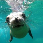 holy spirit island tour - From La Paz to Isla Espíritu Santo by Boat